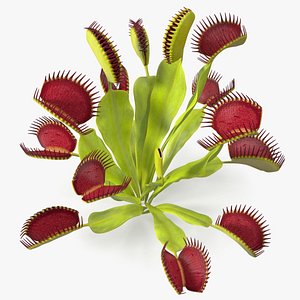 Venus Flytrap Phalanx 3D model