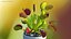 Venus Flytrap Phalanx