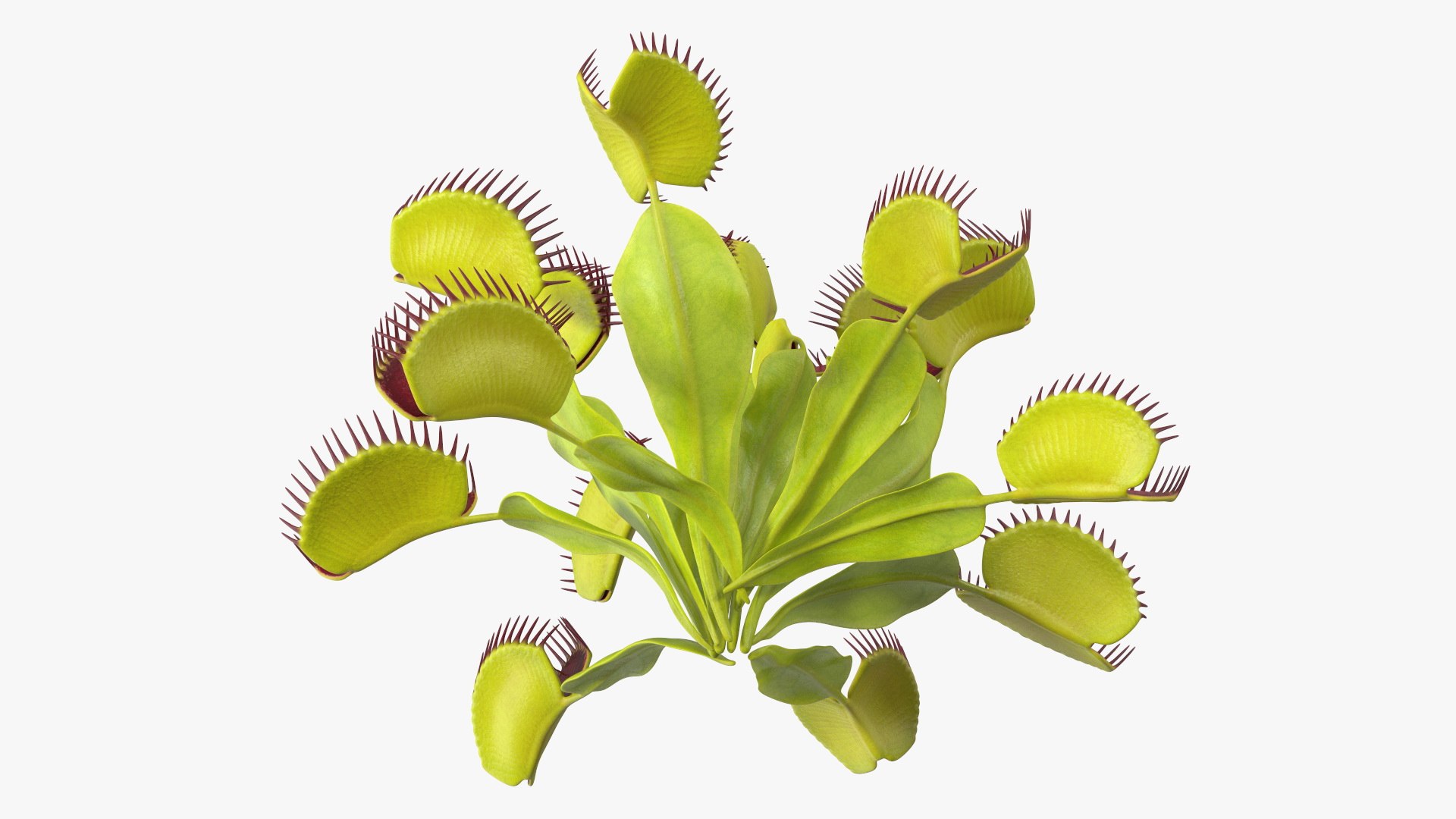 Venus Flytrap Phalanx 3D model https://p.turbosquid.com/ts-thumb/56/r4mpyL/sc/venusflytrapphalanx3dmodel009/jpg/1717178179/1920x1080/fit_q87/82658656106a3a619cd69ef49e81ff3abc59ef0c/venusflytrapphalanx3dmodel009.jpg