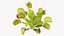 Venus Flytrap Phalanx