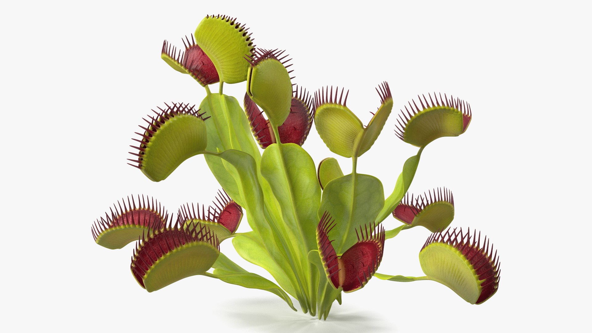 Venus Flytrap Phalanx 3D model https://p.turbosquid.com/ts-thumb/56/r4mpyL/u7/venusflytrapphalanx3dmodel006/jpg/1717178168/1920x1080/fit_q87/e1e25957430b79a4a21b350c9a8eedec57b1996b/venusflytrapphalanx3dmodel006.jpg