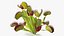 Venus Flytrap Phalanx