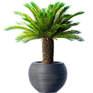 Decorative tall Evergreen Palm Tree in modern outdoor fluted pot