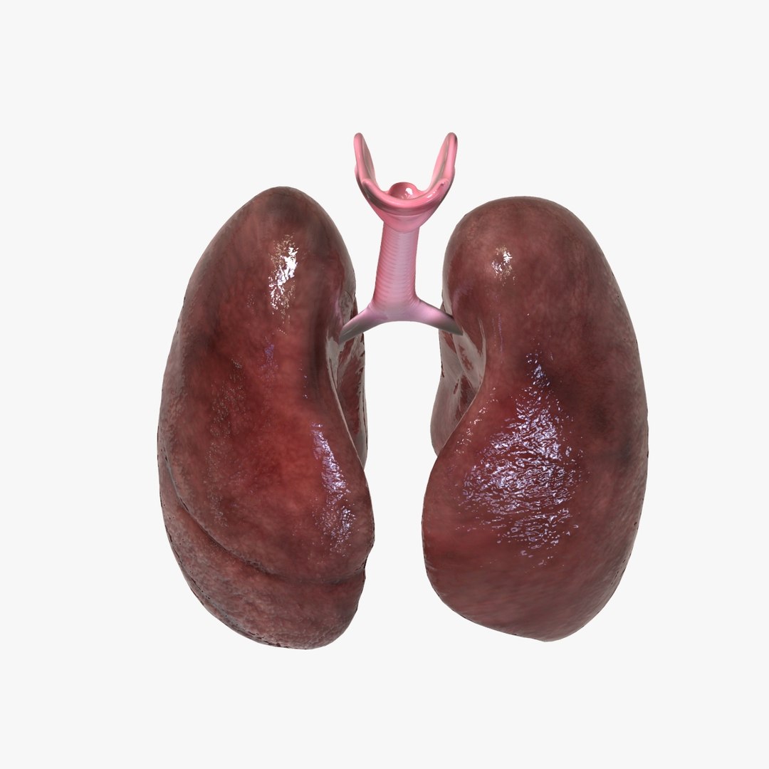 3D Human Lungs - TurboSquid 1526122