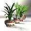 Potted Plants