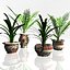 Potted Plants