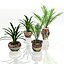Potted Plants