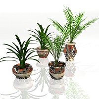 Potted Plants