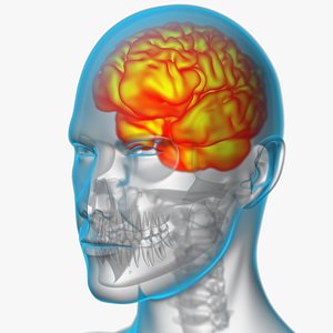 Brain X-Ray 3D model
