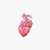 Human Heart