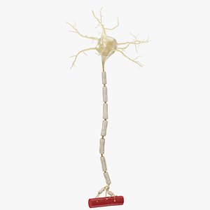 3D motor neuron 2 model