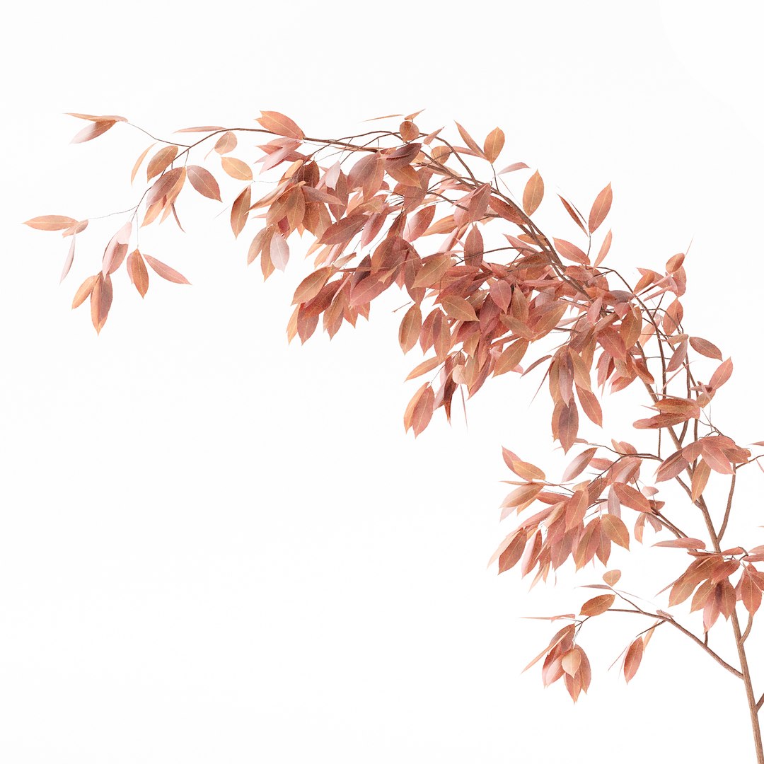 3D Plants Bouquet 05 https://p.turbosquid.com/ts-thumb/57/aTu1tx/ul/z05/jpg/1707203466/1920x1080/fit_q87/b80c1c7228e0ece091cd6f1c12ce45648c94b769/z05.jpg