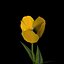 3ds max tulip flower plant