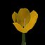3ds max tulip flower plant