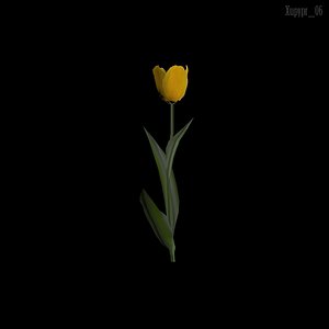 Yellow Tulip