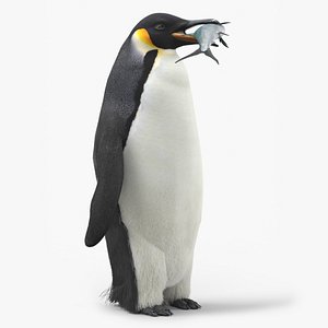 Adult Emperor Penguin Eating Fish Fur