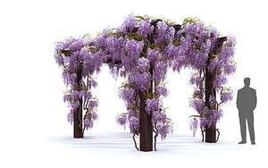 wisteria flowering 3D