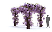 Wisteria Pergola