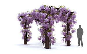 Wisteria Pergola