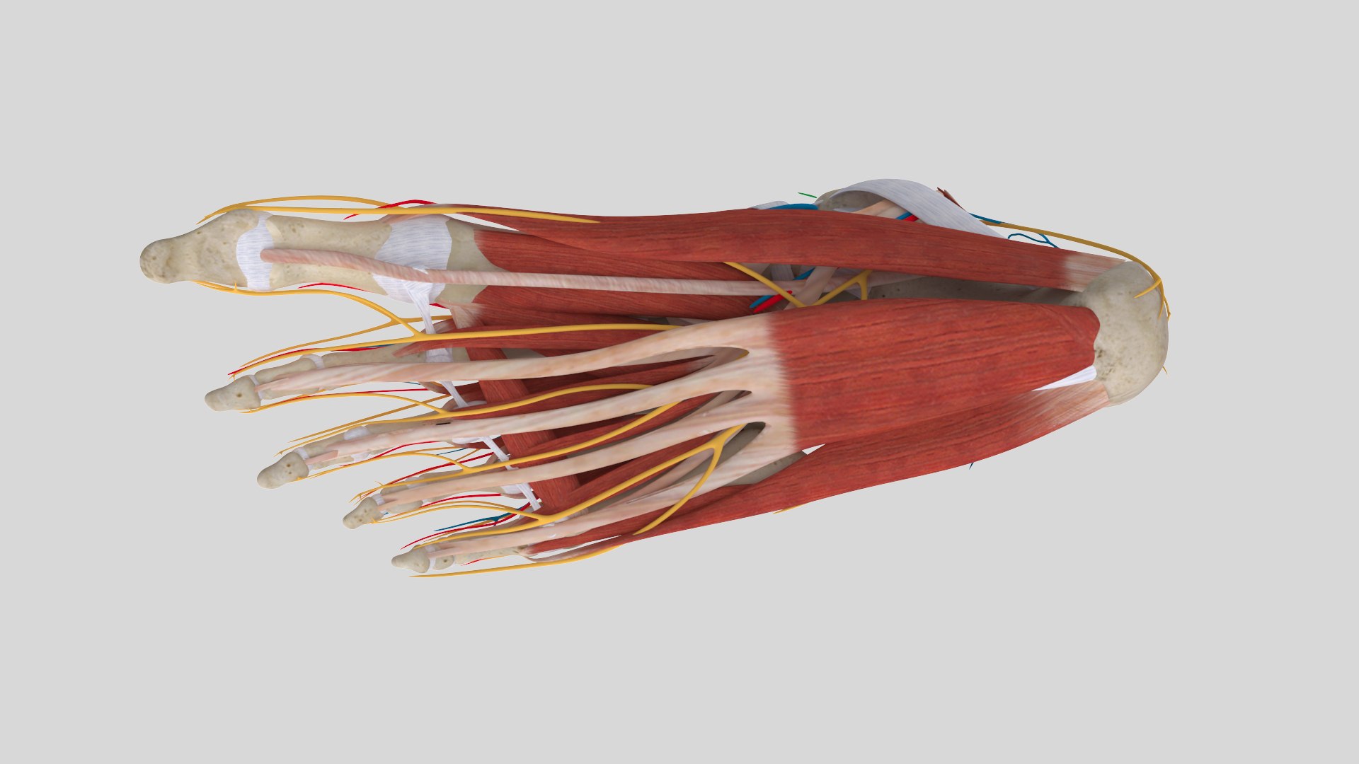 3D Model Complete Human Foot Anatomy Muscles - TurboSquid 1432882