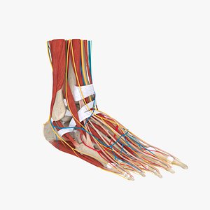 3D model complete human foot anatomy muscles