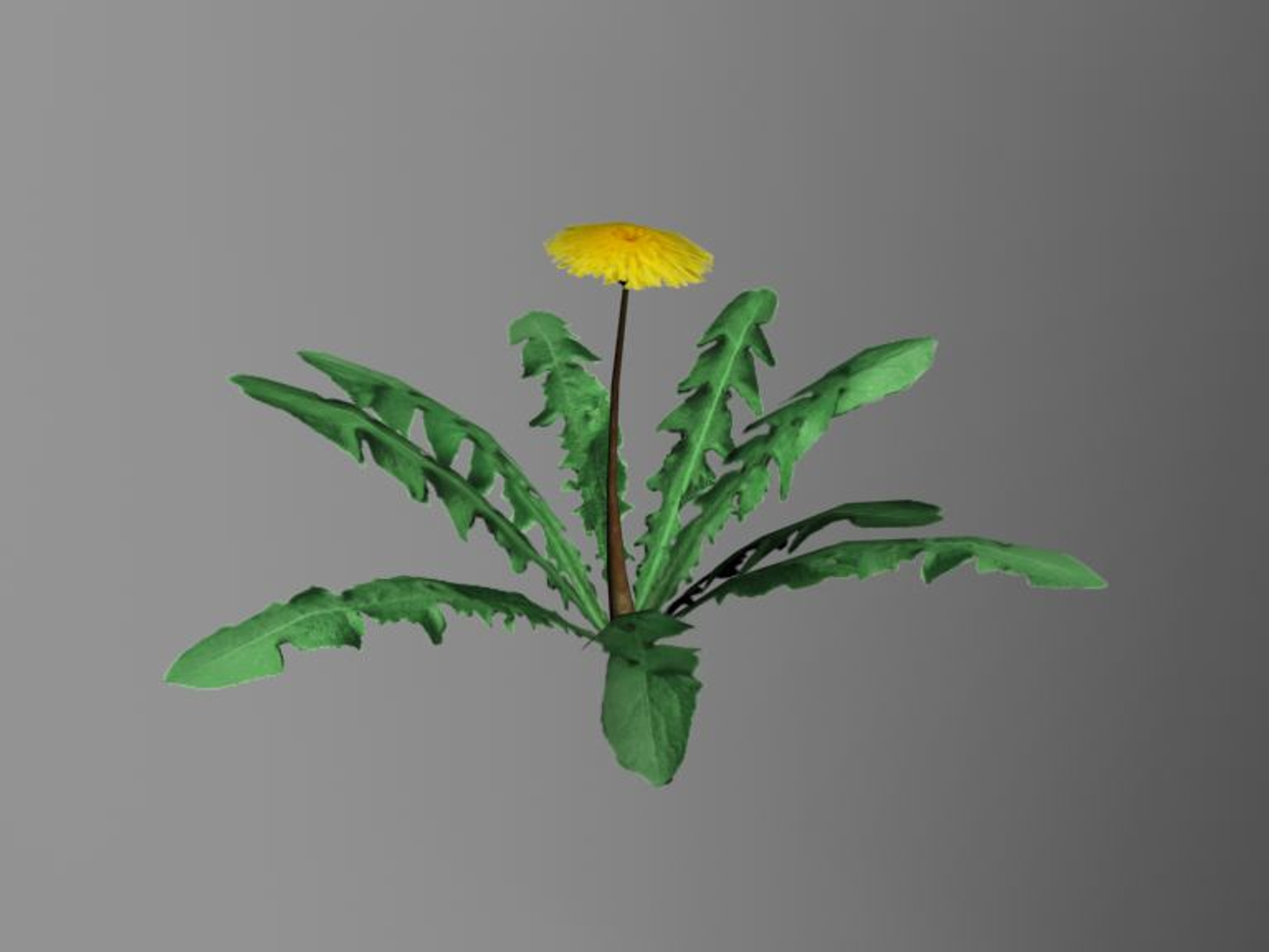 maya dandelion flower https://p.turbosquid.com/ts-thumb/57/jz2Apk/DWN650Qj/dandelion/jpg/1297895157/1920x1080/turn_fit_q99/e16ca1e23f8c6cdb902b065217f37945d55fc7a3/dandelion-1.jpg