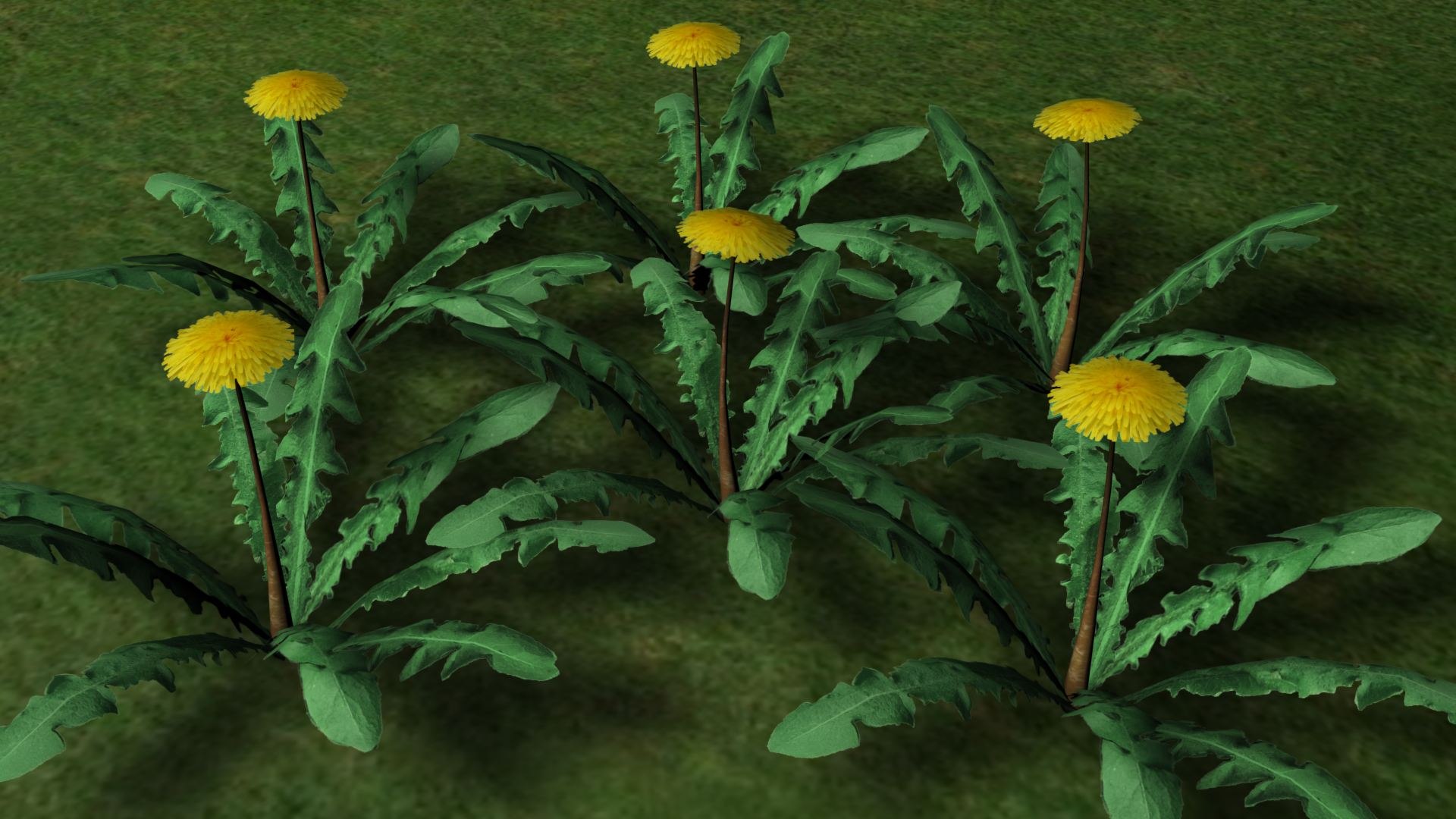 maya dandelion flower https://p.turbosquid.com/ts-thumb/57/jz2Apk/MGTA8Ecy/dandelion_pre3/jpg/1297900264/1920x1080/fit_q87/c1d67a0cd92a72fea2c71c197a5551976644e959/dandelion_pre3.jpg