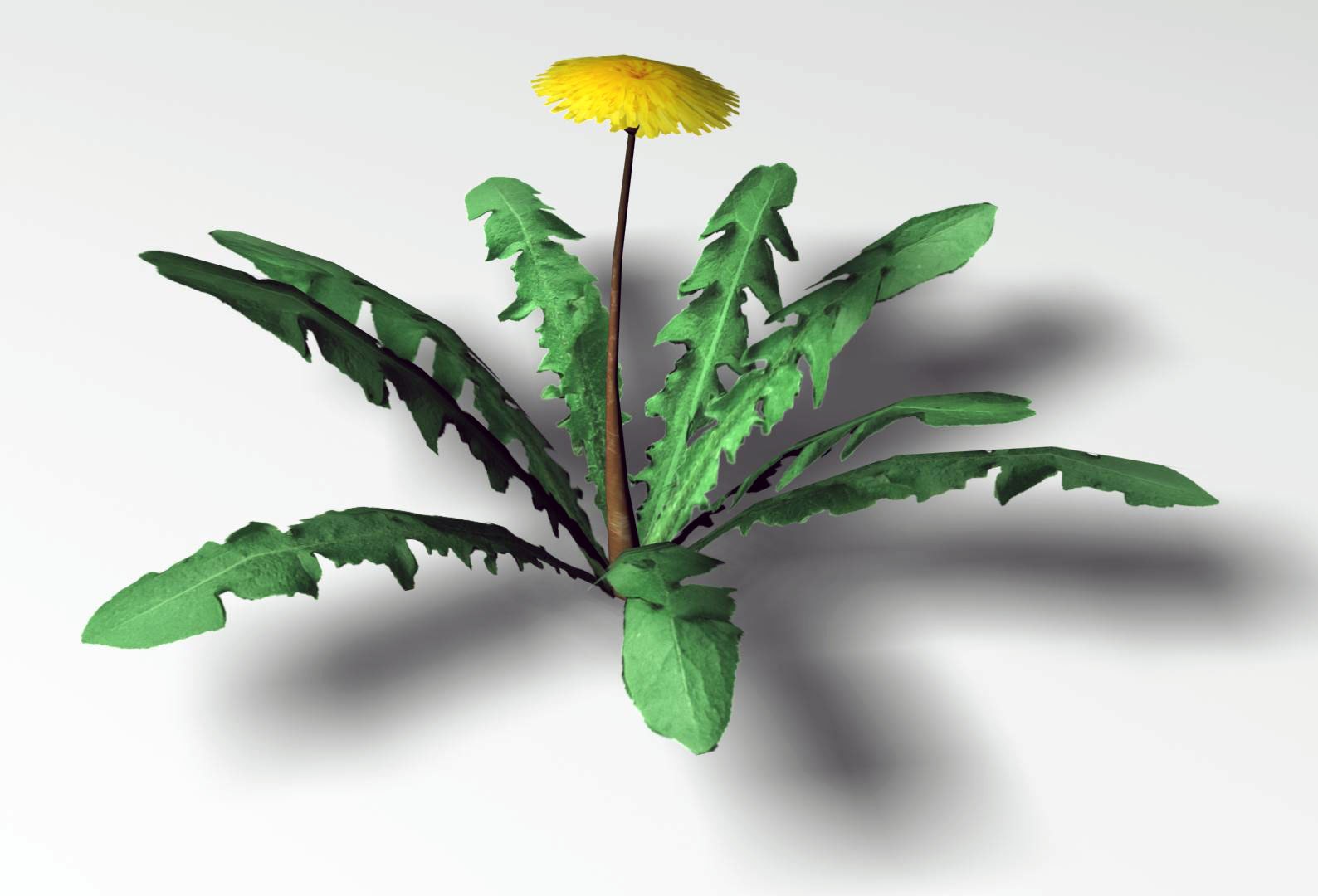 maya dandelion flower https://p.turbosquid.com/ts-thumb/57/jz2Apk/VnsChVO0/dandelion_pre1/jpg/1297900259/1920x1080/fit_q87/45f02a2478bd41eeac49a99c40ed07bc614ddc30/dandelion_pre1.jpg