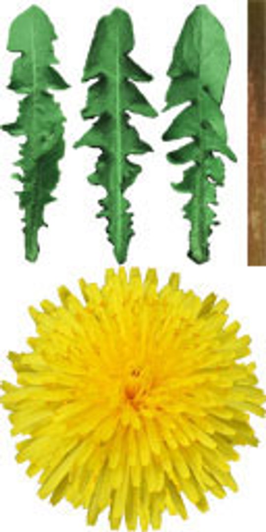 maya dandelion flower https://p.turbosquid.com/ts-thumb/57/jz2Apk/WGrKOGOi/dandelion1/jpg/1297894547/1920x1080/fit_q87/77027b62c1414ff34032d6680783ef244c484608/dandelion1.jpg