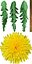 dandelion flower