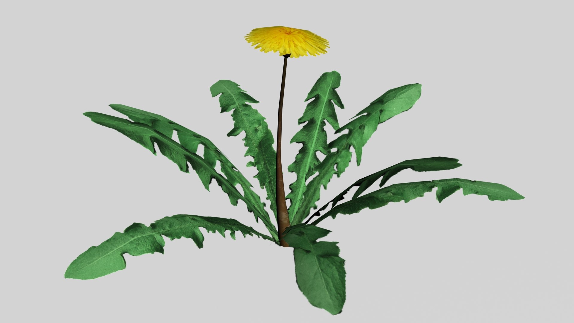 maya dandelion flower https://p.turbosquid.com/ts-thumb/57/jz2Apk/XE57zdza/dandelion_pre2/jpg/1297894542/1920x1080/fit_q87/4b89fb8e388d46c83daa0f2e61546e5f7f6e0a44/dandelion_pre2.jpg