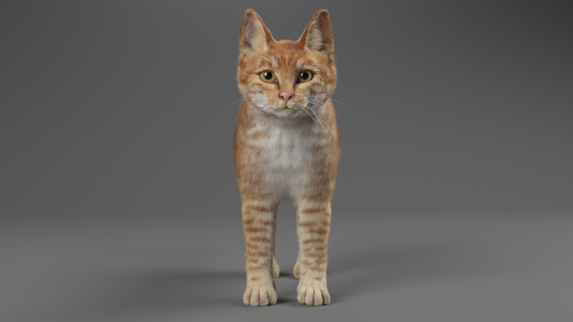 Cat Red Tabby ANIMATED Model - TurboSquid 2043860