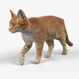 Cat Red Tabby ANIMATED model