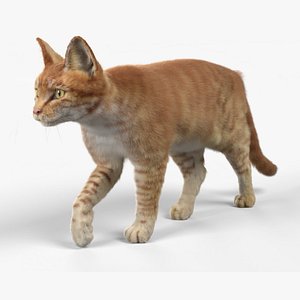 Cat Red Tabby ANIMATED