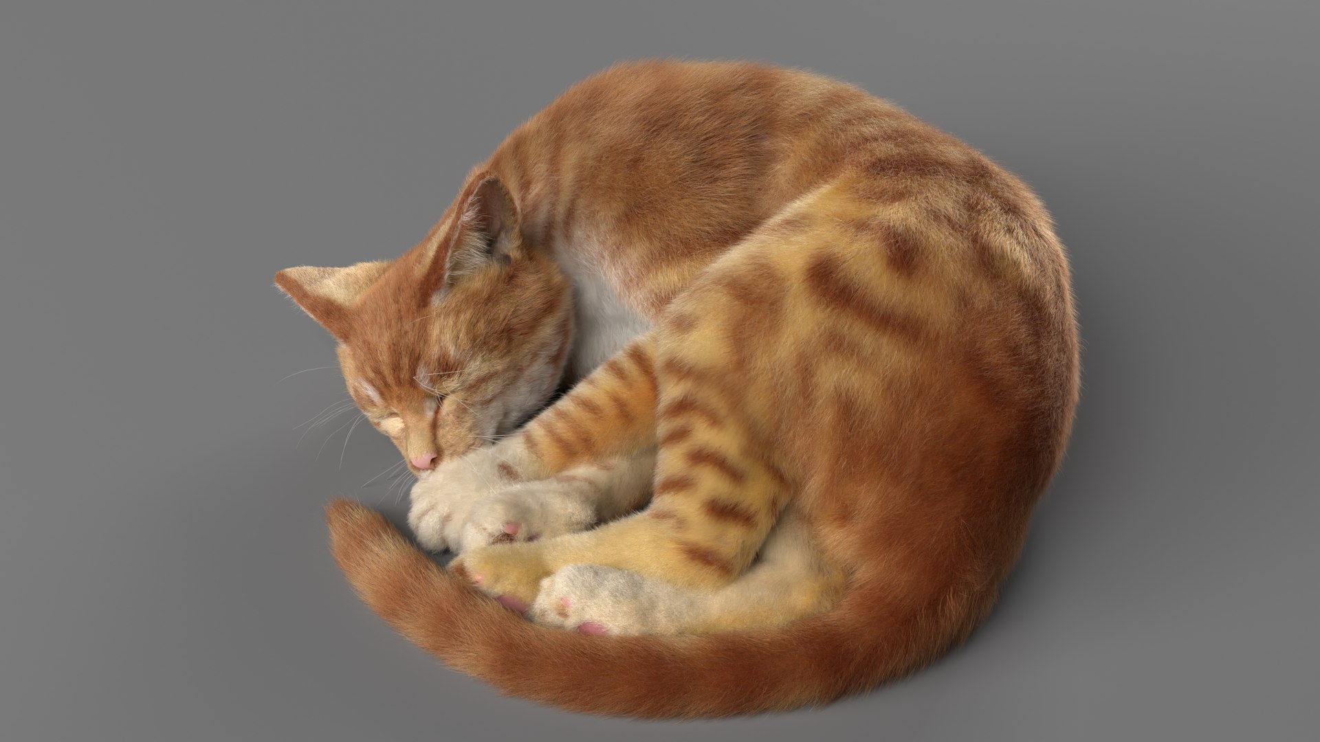Cat Red Tabby ANIMATED model - TurboSquid 2043860