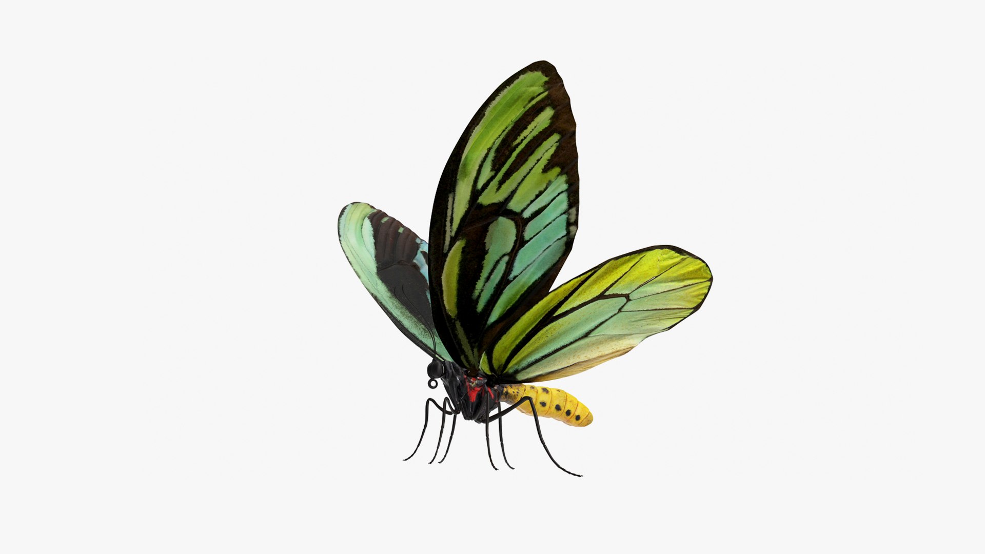 3D Butterflies Collection 5 https://p.turbosquid.com/ts-thumb/57/ykQsGq/1s/butterfliescollection4mb3dmodel033/jpg/1638283120/1920x1080/fit_q87/f965f279531fa31bef923cd6db4d76afeceeae82/butterfliescollection4mb3dmodel033.jpg