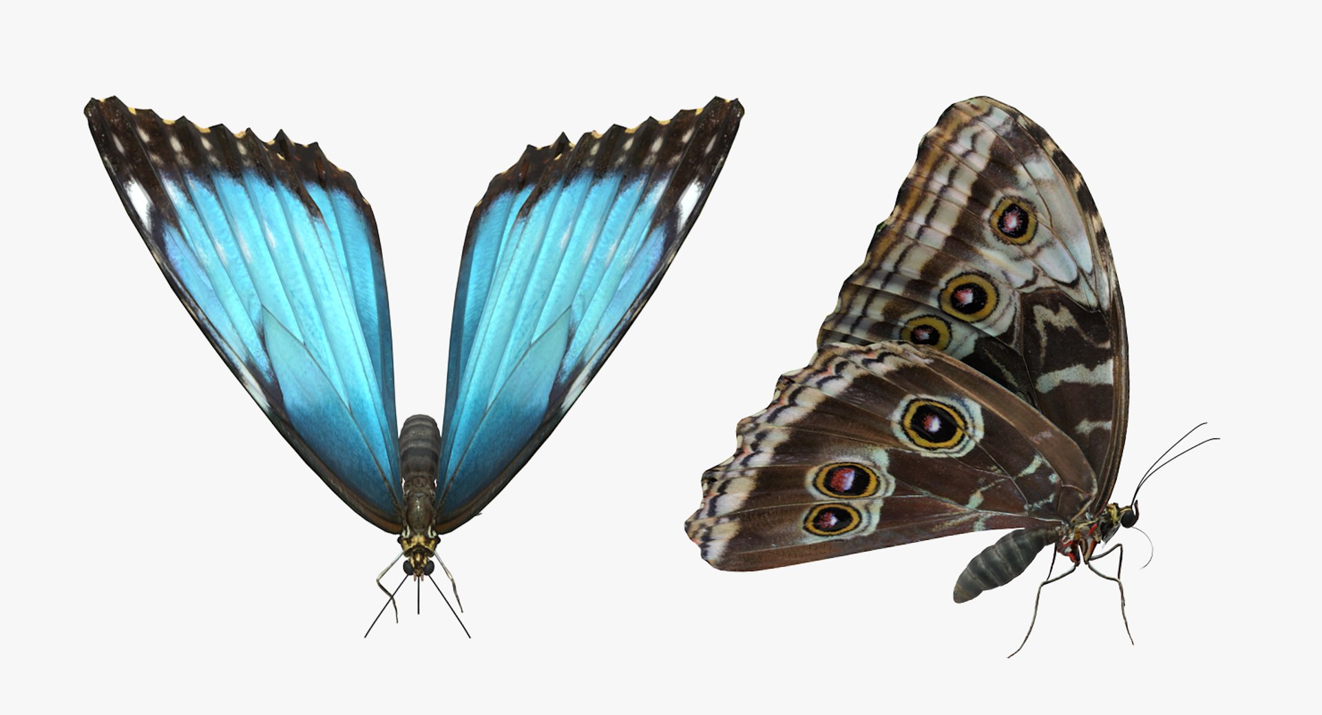 3D Butterflies Collection 5 https://p.turbosquid.com/ts-thumb/57/ykQsGq/25/butterfliescollection4mb3dmodel004/jpg/1638283034/1920x1080/fit_q87/5d5cc8278fb87913584a7ffcc77d0233f123841f/butterfliescollection4mb3dmodel004.jpg