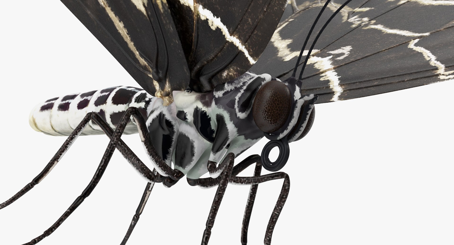 3D Butterflies Collection 5 https://p.turbosquid.com/ts-thumb/57/ykQsGq/4a/butterfliescollection4mb3dmodel032/jpg/1638283117/1920x1080/fit_q87/4256b07f97354cd8fa0d3ad6cc134d94c039369c/butterfliescollection4mb3dmodel032.jpg