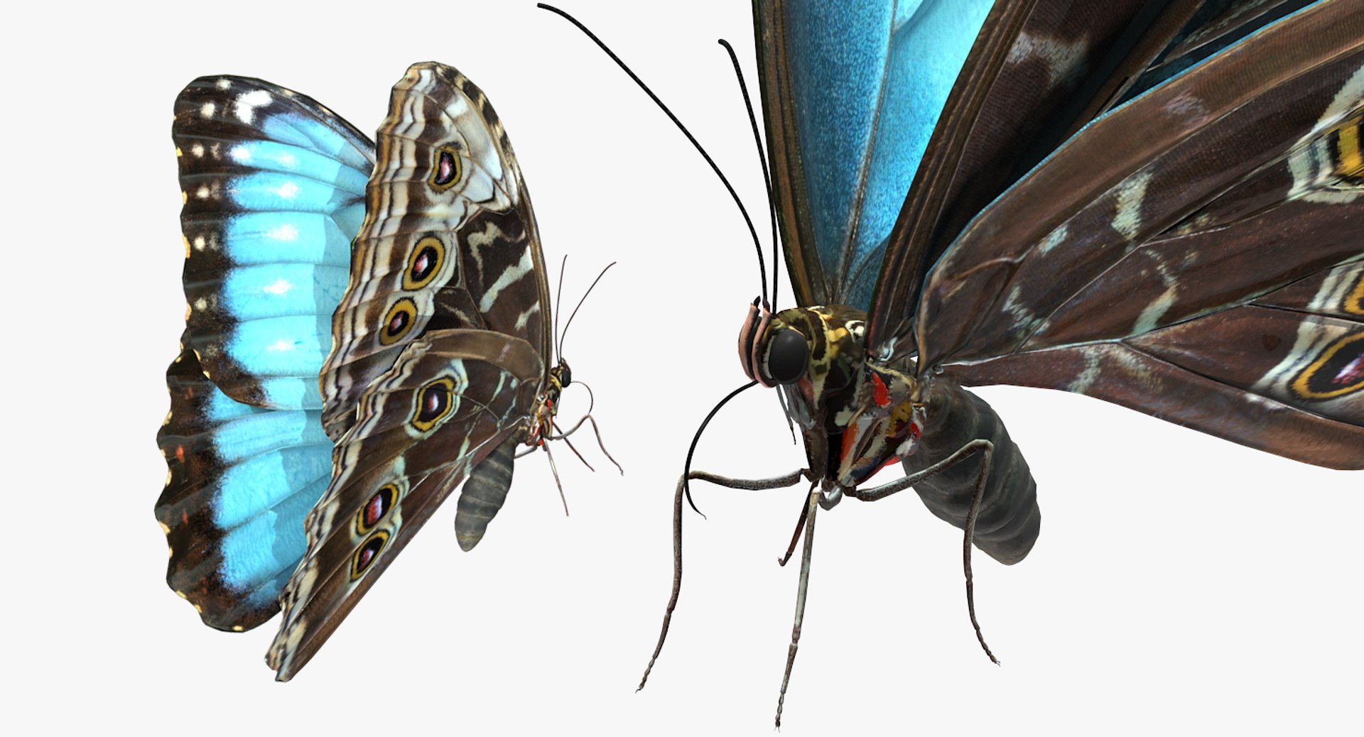 3D Butterflies Collection 5 https://p.turbosquid.com/ts-thumb/57/ykQsGq/5o/butterfliescollection4mb3dmodel007/jpg/1638283043/1920x1080/fit_q87/52bf70b1fa3f4b3c22ef8b3219a65d56a12b8c0e/butterfliescollection4mb3dmodel007.jpg