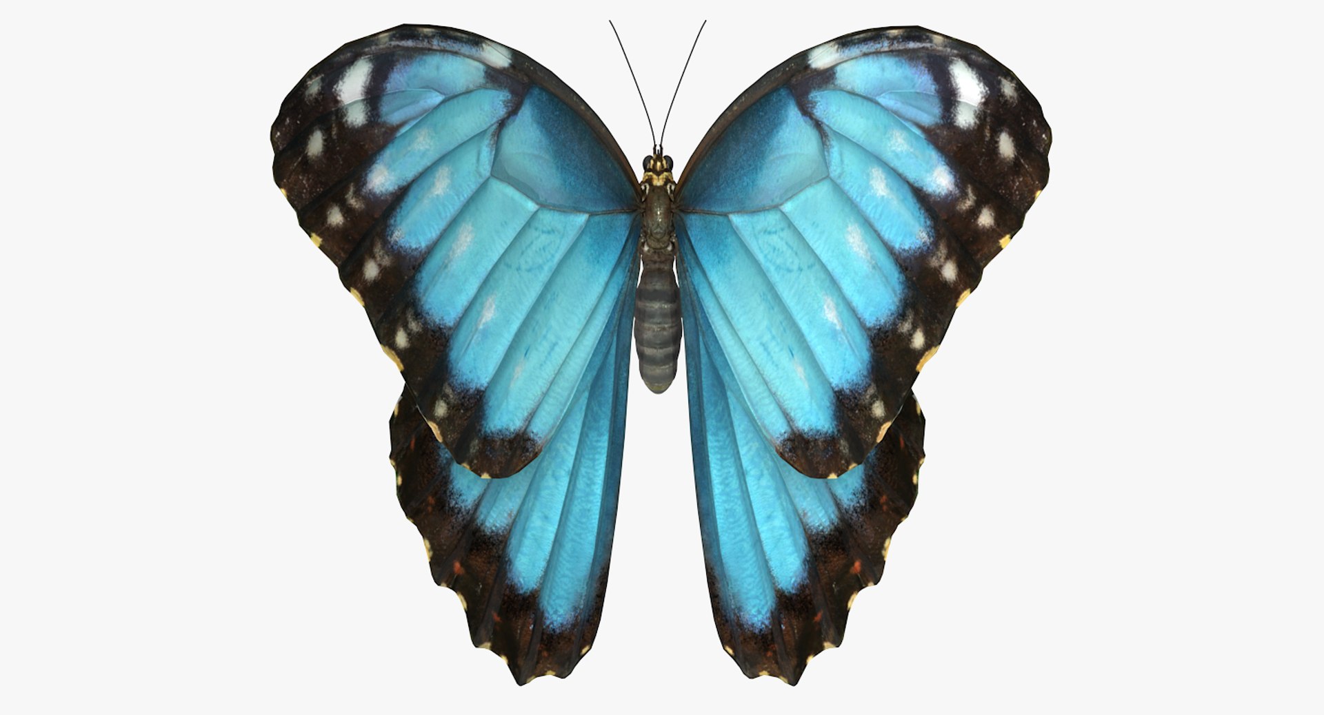 3D Butterflies Collection 5 https://p.turbosquid.com/ts-thumb/57/ykQsGq/FZ/butterfliescollection4mb3dmodel005/jpg/1638283037/1920x1080/fit_q87/95d87b729c0bc50c05d616f7c1c5b278b2140e13/butterfliescollection4mb3dmodel005.jpg