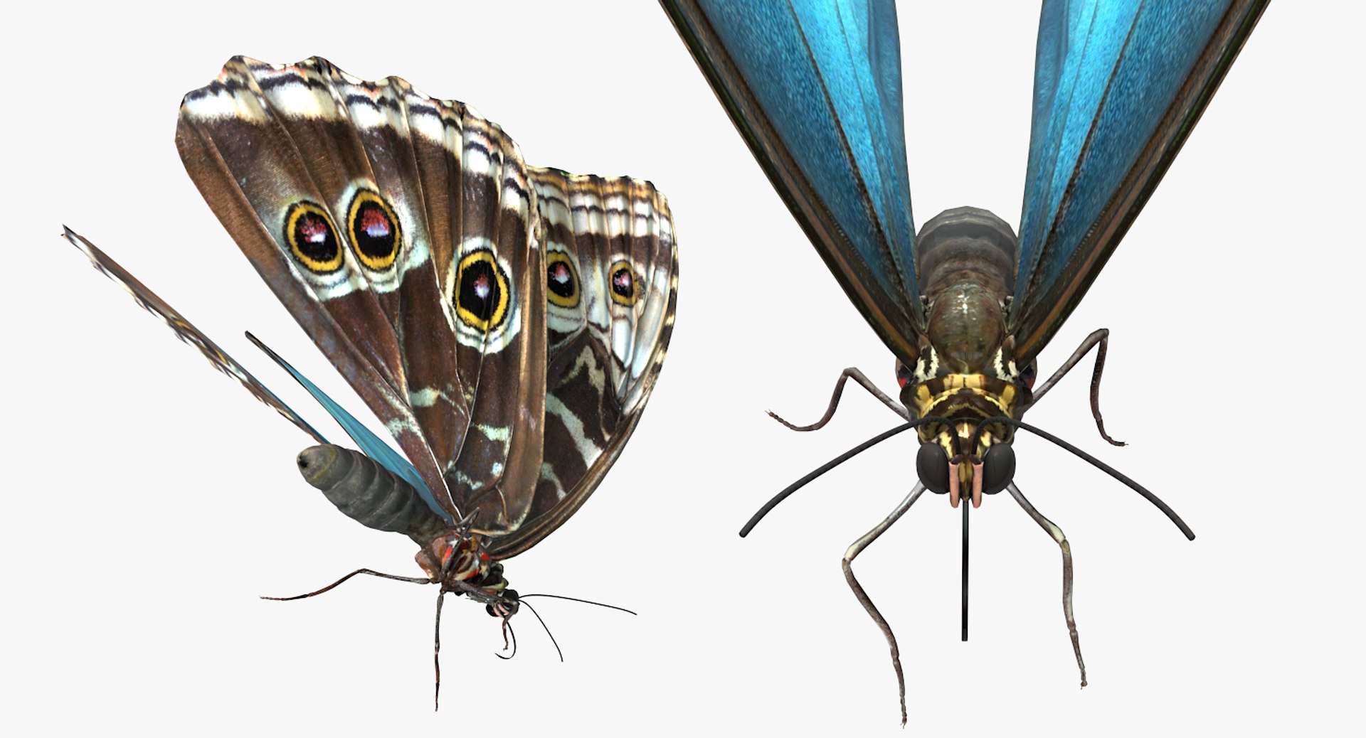 3D Butterflies Collection 5 https://p.turbosquid.com/ts-thumb/57/ykQsGq/Kv/butterfliescollection4mb3dmodel006/jpg/1638283040/1920x1080/fit_q87/400bf0d98d7db545eff45b532fbd62efd43be647/butterfliescollection4mb3dmodel006.jpg