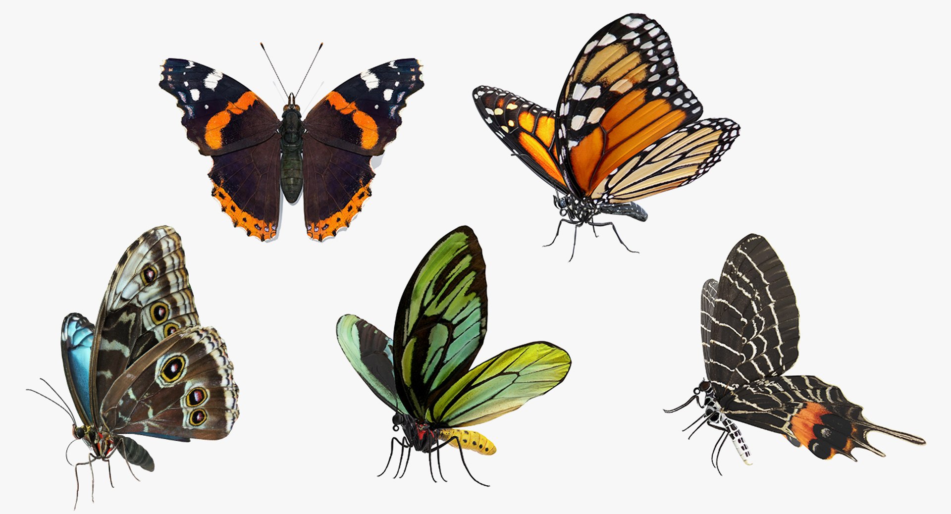 3D Butterflies Collection 5 https://p.turbosquid.com/ts-thumb/57/ykQsGq/M4/butterfliescollection4mb3dmodel001/jpg/1638283025/1920x1080/fit_q87/cd05a27ad6001f3d094e1b251848a177681937a4/butterfliescollection4mb3dmodel001.jpg