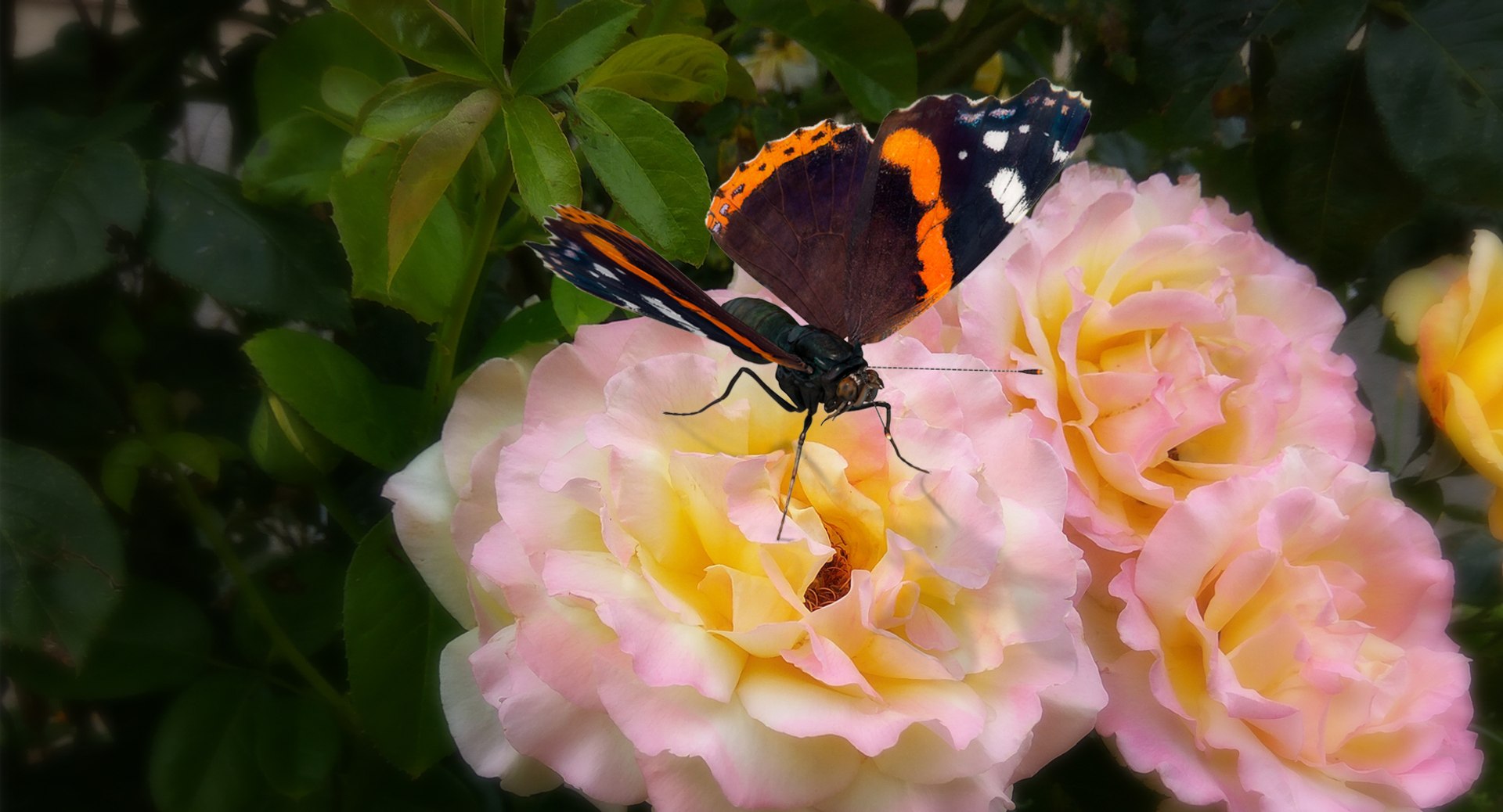 3D Butterflies Collection 5 https://p.turbosquid.com/ts-thumb/57/ykQsGq/Qy/butterfliescollection4mb3dmodel018/jpg/1638283076/1920x1080/fit_q87/8816c4549a9903a198d94f35cca74ebc8a0b5bbf/butterfliescollection4mb3dmodel018.jpg