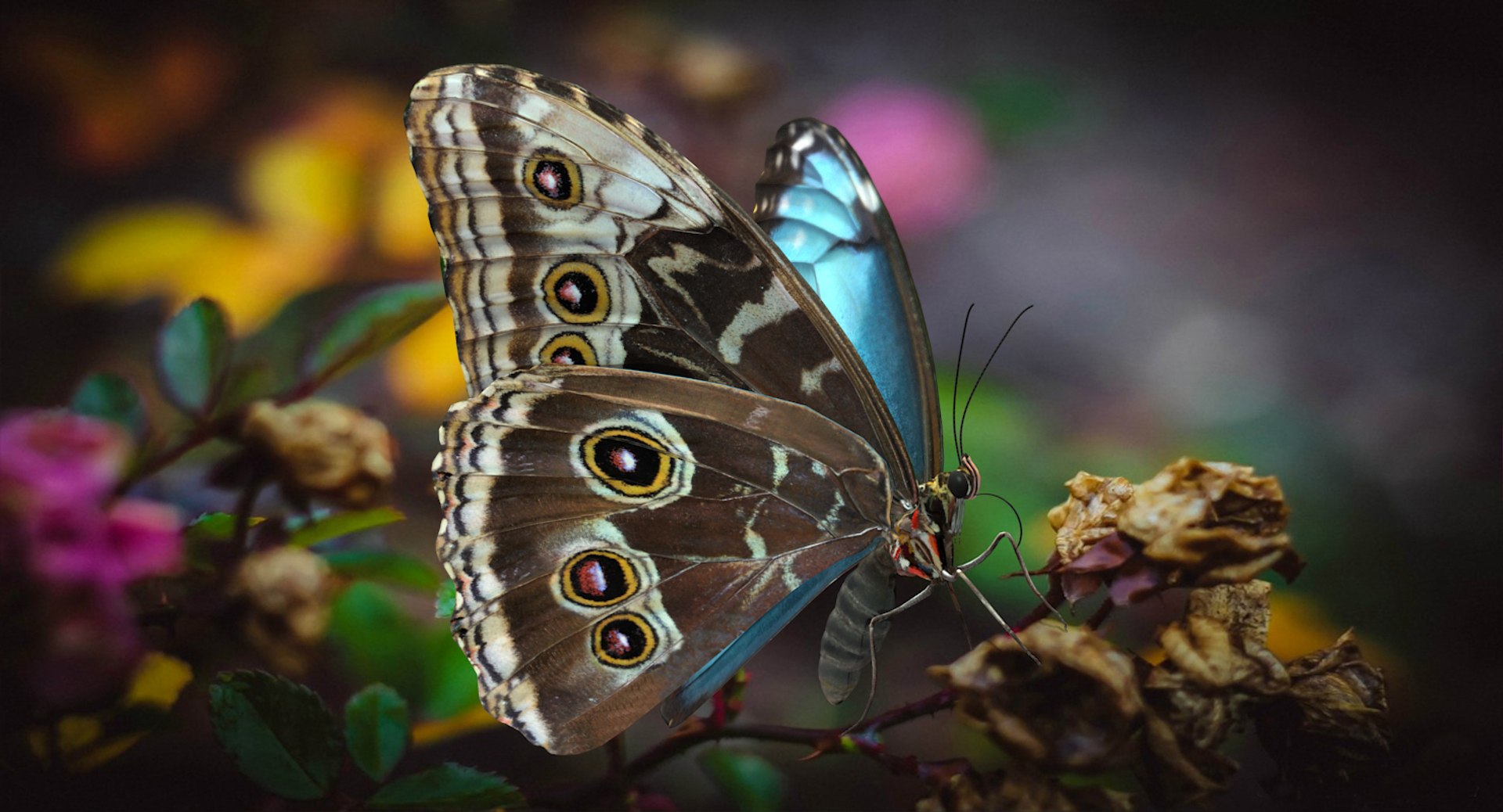 3D Butterflies Collection 5 https://p.turbosquid.com/ts-thumb/57/ykQsGq/UW/butterfliescollection4mb3dmodel003/jpg/1638283031/1920x1080/fit_q87/e559f60b3b28d561892effc022a09fd548424390/butterfliescollection4mb3dmodel003.jpg