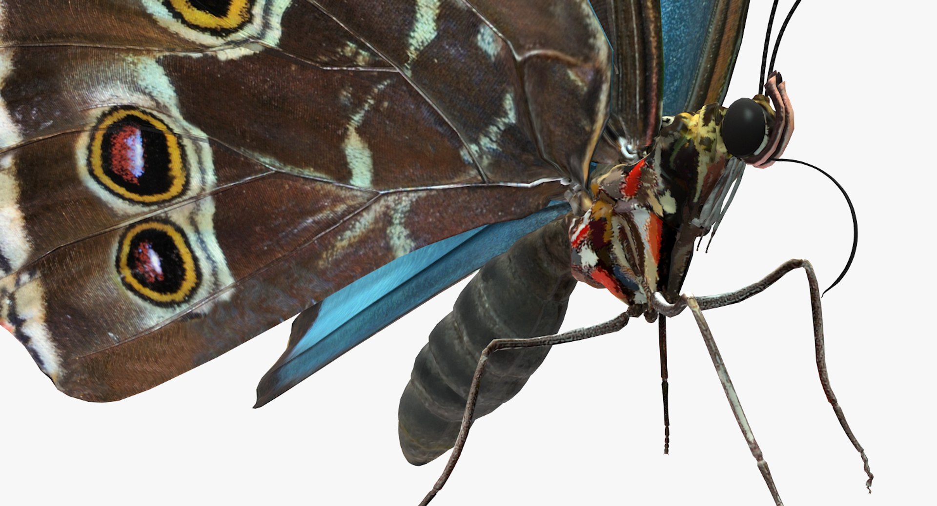 3D Butterflies Collection 5 https://p.turbosquid.com/ts-thumb/57/ykQsGq/dh/butterfliescollection4mb3dmodel008/jpg/1638283046/1920x1080/fit_q87/a91cfd532b5b12c1e7bde34ade0d0b57c0264d03/butterfliescollection4mb3dmodel008.jpg