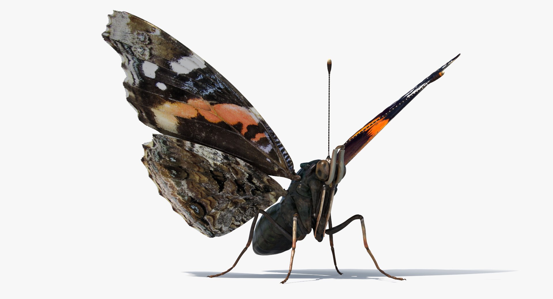 3D Butterflies Collection 5 https://p.turbosquid.com/ts-thumb/57/ykQsGq/f0/butterfliescollection4mb3dmodel021/jpg/1638283085/1920x1080/fit_q87/0bf3c3115eb8fb9105af996fb23ee37be96bf9fb/butterfliescollection4mb3dmodel021.jpg