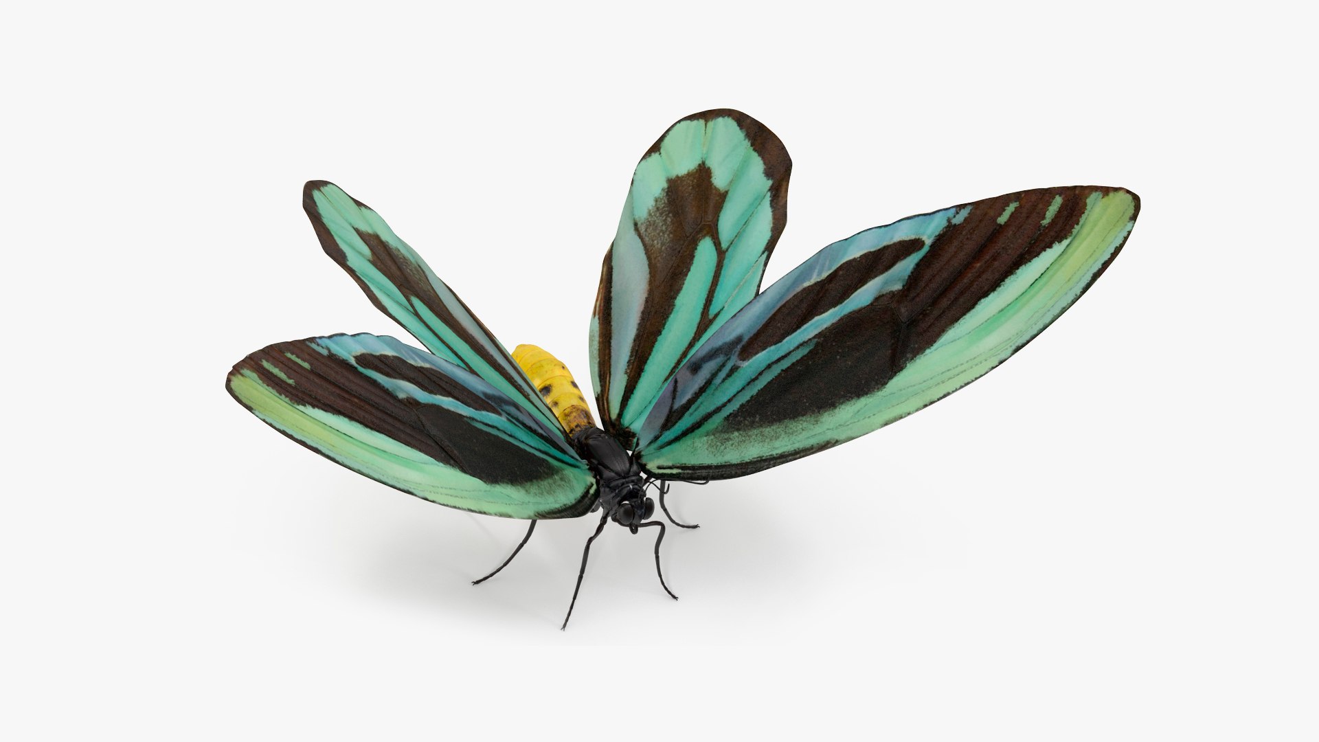 3D Butterflies Collection 5 https://p.turbosquid.com/ts-thumb/57/ykQsGq/fk/butterfliescollection4mb3dmodel034/jpg/1638283123/1920x1080/fit_q87/5899539c4080ff6d40ce4cea95db75d2f73b4bd1/butterfliescollection4mb3dmodel034.jpg