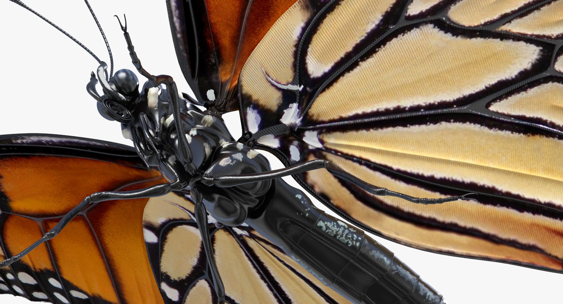 3D Butterflies Collection 5 https://p.turbosquid.com/ts-thumb/57/ykQsGq/hy/butterfliescollection4mb3dmodel015/jpg/1638283067/1920x1080/fit_q87/7298fdf23f95c338cebad7050337271bd1c917b4/butterfliescollection4mb3dmodel015.jpg