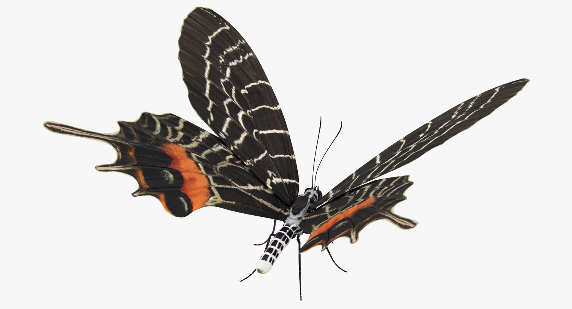 3D Butterflies Collection 5 https://p.turbosquid.com/ts-thumb/57/ykQsGq/px/butterfliescollection4mb3dmodel030/jpg/1638283110/1920x1080/fit_q87/e871032f9da953c7337d8f0810862e327b3eb594/butterfliescollection4mb3dmodel030.jpg
