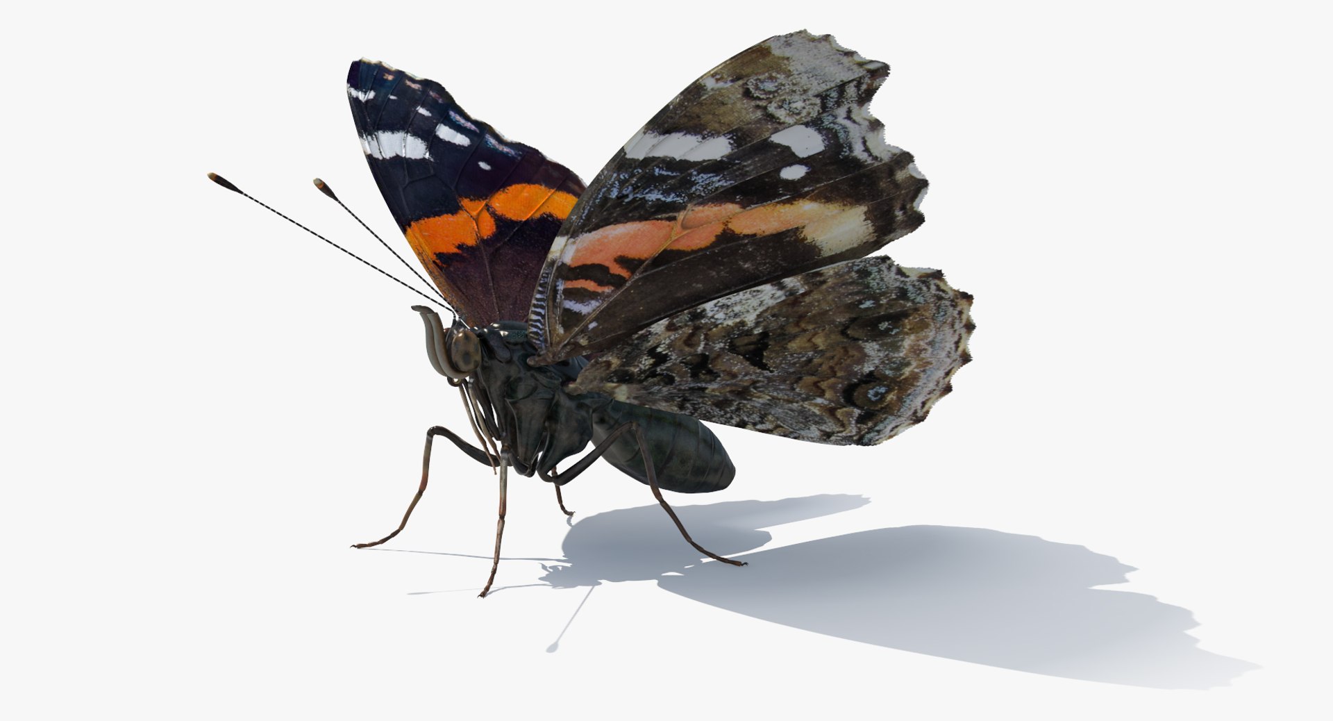 3D Butterflies Collection 5 https://p.turbosquid.com/ts-thumb/57/ykQsGq/z0/butterfliescollection4mb3dmodel020/jpg/1638283082/1920x1080/fit_q87/1686abda9aaa90563b4f4d89434380bcdcfb9d23/butterfliescollection4mb3dmodel020.jpg